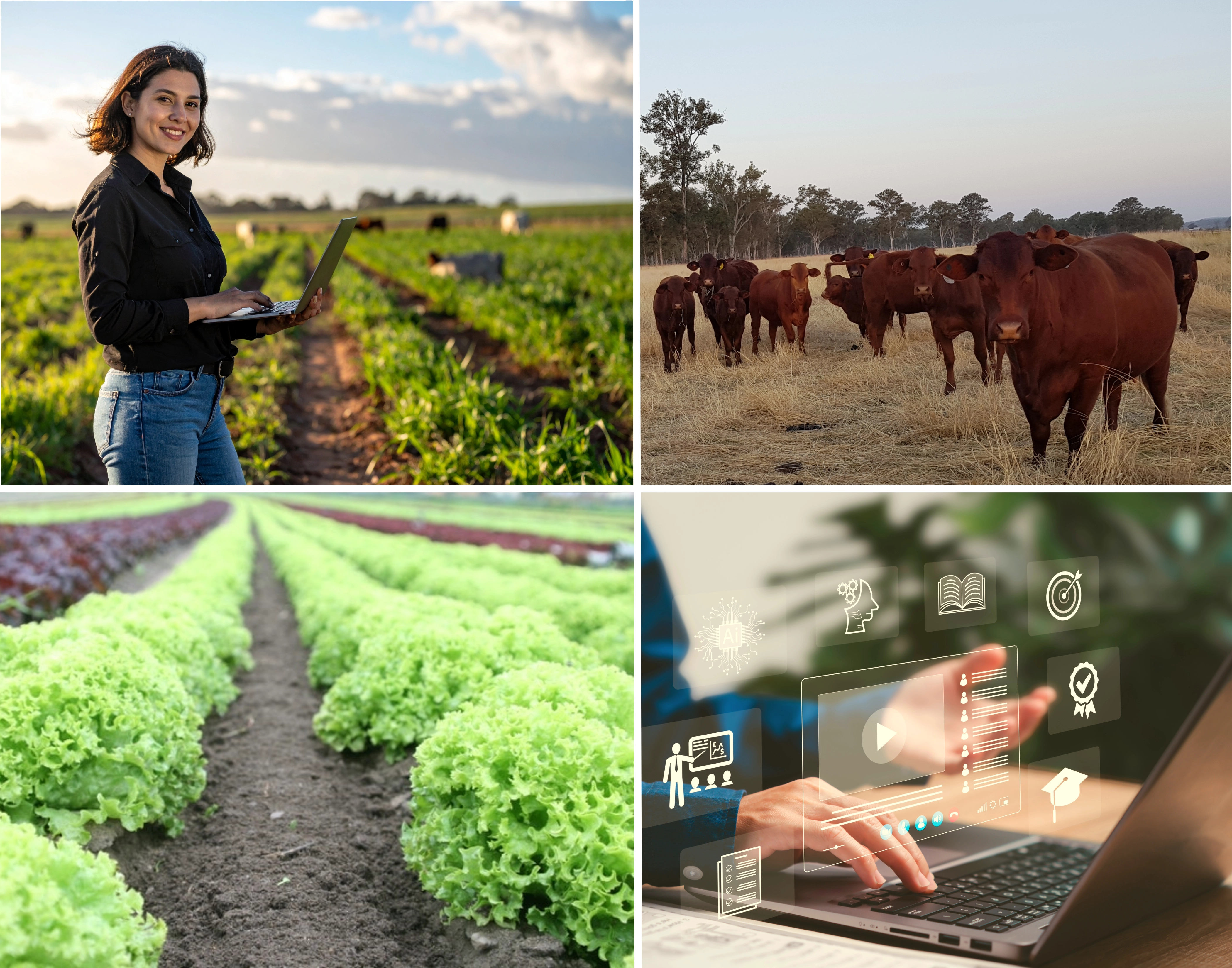 Women together in an agricultural field
